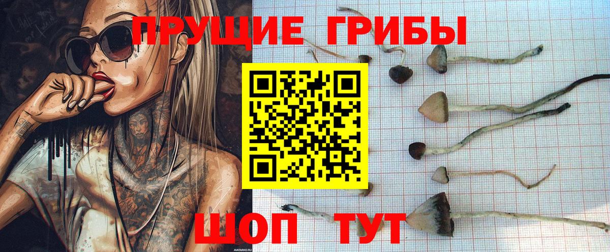 Псилоцибиновые грибы прущие грибы  Вход с VPN  Чапаевск  Псилоцибиновые грибы Psilocybine cubensis 